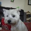 Linda Watson's West Highland White Terrier - Daisy