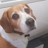[REDACTED] [REDACTED]'s Beagle - Freddie