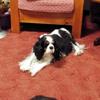 Patricia Cassidy's Cavalier King Charles Spaniel - Willow