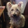 Beverley Henwood's West Highland White Terrier - Misty