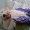 Jill Kudat's Labrador Retriever - Lottie