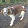 Simon Young (simonyoung16)'s Welsh Springer Spaniel - Darcy