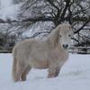 Virginia Griffiths's Shetland Pony - Benjy