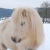 Virginia Griffiths's Shetland Pony - Hermit