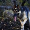 [REDACTED] [REDACTED]'s German Shepherd Dog (Alsatian) - Sarge