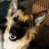 Lisa Brown's German Shepherd Dog (Alsatian) - Bronson