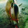 Imogen Steele's Fjord Horse - Pretty