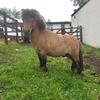 Natalie  Lofthouse 's Shetland Pony - Frank