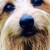 Alan Inglis-Faulkner's Norfolk Terrier - Derek
