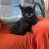 Sarah Douglas's Cairn Terrier - Ellie