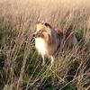 Yvonne Lance's Shetland Sheepdog - Enya
