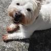 Tanya Hislop's West Highland White Terrier - Daisy