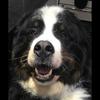 Lesley Stroud's Bernese Mountain Dog - Sam