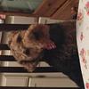 Alan Smith's Welsh Terrier - Bob