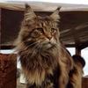 [REDACTED] [REDACTED]'s Maine Coon - Lincoln