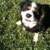 Jean Holland 's Cavalier King Charles Spaniel - Lucy