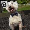 Rachel Bradley's West Highland White Terrier - George