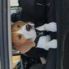 Michelle Coaten's Beagle - Olly