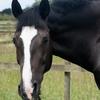 Anita Smith's Irish Sport Horse - Keira