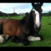 Clare Wray's Shire Horse - Zeita