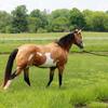 Kelly Vara's American Paint Horse - Cheyenne