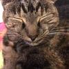 Sue Green's Domestic longhair cat - Fleabee