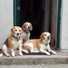 Helena McGivern's Beagle - Flick
