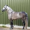 Daniel Cogan's Andalusian Horse - Godello