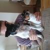 Kelly Russell's Jack Russell Terrier - Tilly
