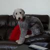 Susan Terrington's Bedlington Terrier - Teala