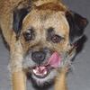 Cate Hingley's Border Terrier - Zippy