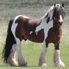 Demelza, Merritt (melzam1977)'s Gypsy Vanner Horse - Murthy