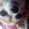 Katy budden (katyconnie2)'s Chihuahua - Tia
