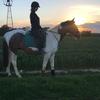 Janice  Dunkley 's Irish Sport Horse - Ollie
