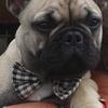 Diana Perry's French Bulldog - Chester
