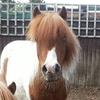 Kevin Hiatt's Shetland Pony - Yoyo