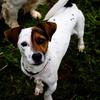 Beth Gibbs's Jack Russell Terrier - Patch