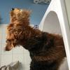 Jenny Du May's Airedale Terrier - Rosie