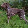 Mo Ashdown's German Shorthaired Pointer - Ray