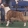 Danny Parkington's Bull Terrier - Jep