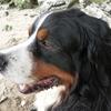 [REDACTED] [REDACTED]'s Bernese Mountain Dog - Ellie
