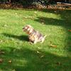 Helen Seymour's Norfolk Terrier - Didjim Swift