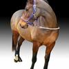 Danielle Shepard's Arabian Horse - Comfy