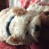 Juliette Claydon's West Highland White Terrier - Stanley