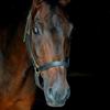 Sylvia Westermann's Hanoverian Horse - Dark Star