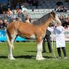 Edith Gunn's Clydesdale Horse - Rana