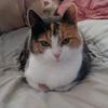 Lianne Barnes's Domestic longhair cat - Nala