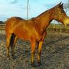 Kayleigh Sowden's American Quarter Horse - Jesse