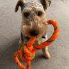Jo Kemp's Welsh Terrier - Murphy