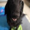 Samantha  Griffin 's Flat Coated Retriever - Digby